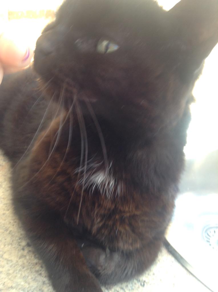 xxHannahPope's tweet image. @O2 #O2HappyCat 😸