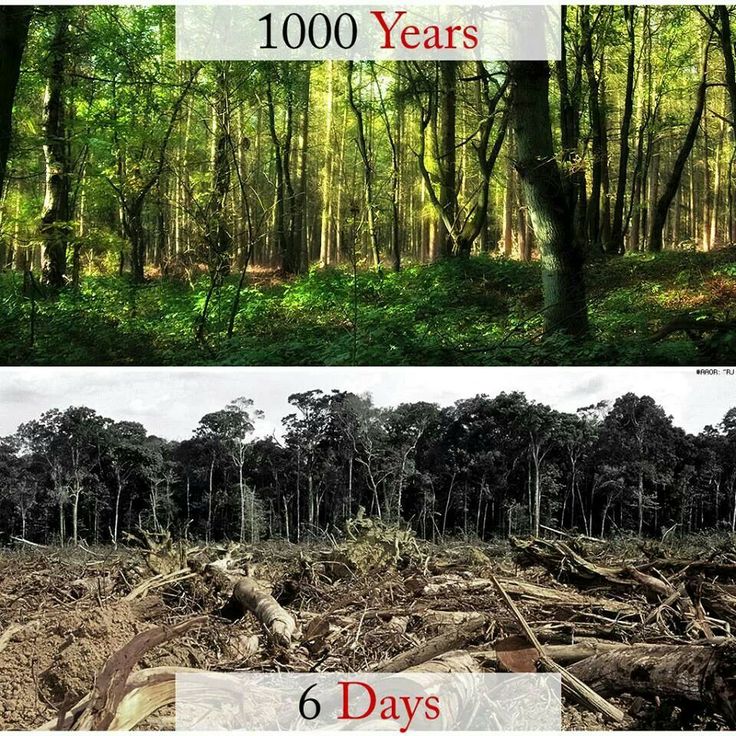 Ecogranjero's tweet photo. Un bosque maduro al que le llevó 1000 años crecer, puede ser destruido en tan solo 6 días. http://t.co/HOhWmaX5e2