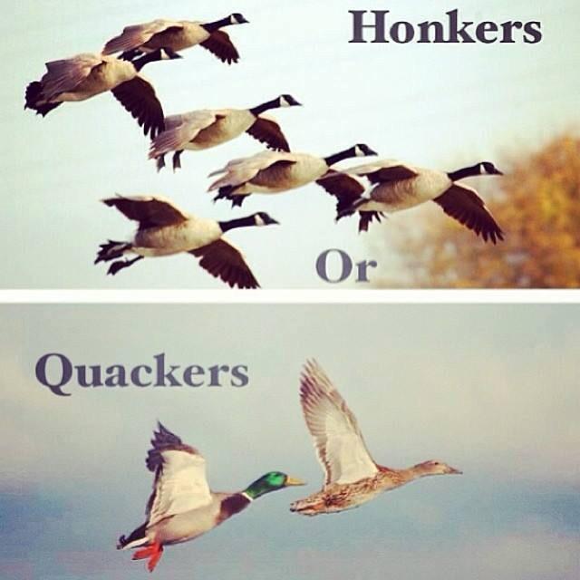 Gettinducks's tweet photo. RT for Ducks...Fav for Honkers! http://t.co/XUGwk8f0yZ