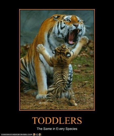 Tigerfiresix's tweet photo. . http://t.co/zWj9XESY1H