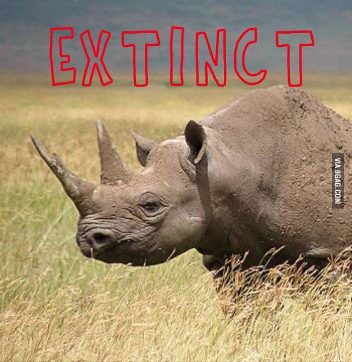 busby_james's tweet photo. The Western Black Rhino is now extinct.
http://t.co/NXCcmbmWR5 http://t.co/JkHE0LEVtE
