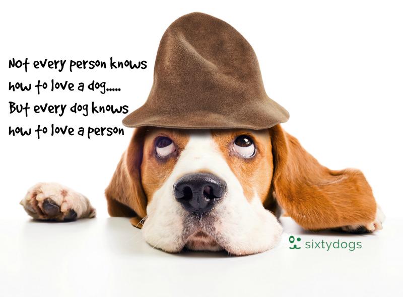 sixtydogs's tweet image. Looking to buy a puppy? #sixtydogs #registeredbreeder sixtydogs.com