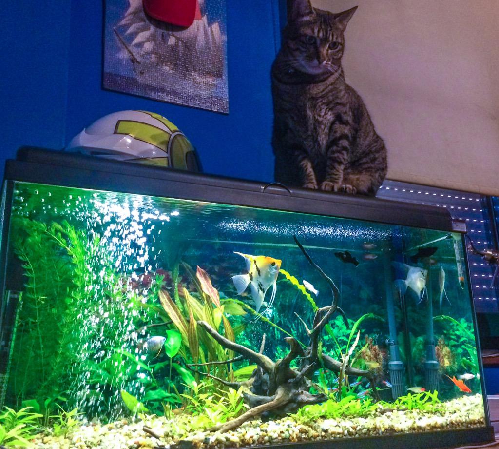 dani_priet's tweet photo. #Cat #Roni #BuenaCompañia 😊 http://t.co/ux5XDgYu5e