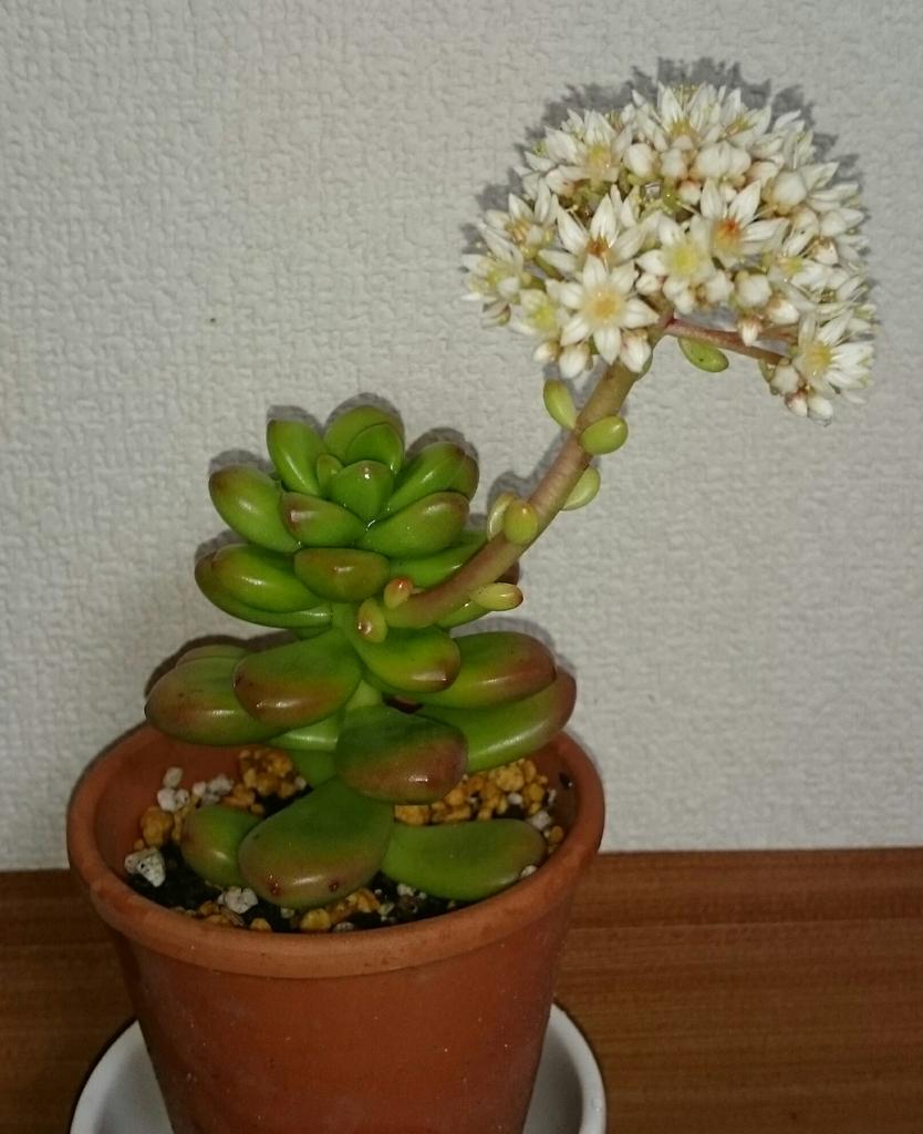 なおなお 多肉植物 セダム 松の緑 丸葉 の花 ブーケを持ち上げてる みたいで かわいい 多肉植物 セダム 松の緑 松の緑の花 多肉植物の花 Http T Co Hyueamrqmu Twitter