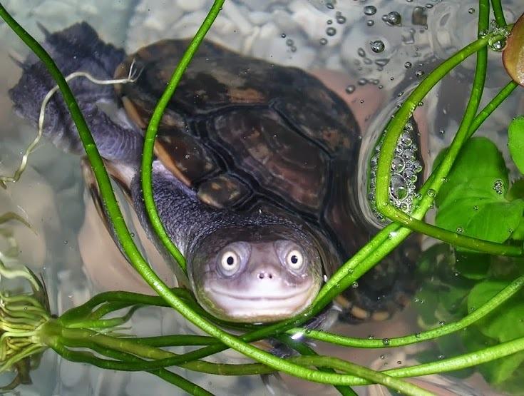 Photogenic turtle smiling for the camera. 
HT @EarthFactsHQ