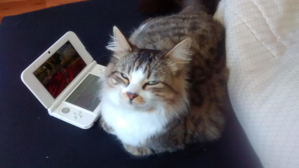 CocozHD's tweet photo. Bonjour #felyn #monsterhunter4ultimate  @AkvaO #coolcatiscool http://t.co/pkTK9CJzmP
