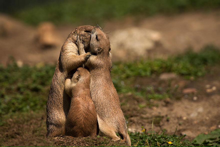Alex_Verbeek's tweet photo. It is Sunday: quality time with the family :)
http://t.co/A01cHxbLzZ #wildlife #nature http://t.co/12lP6JrQrt