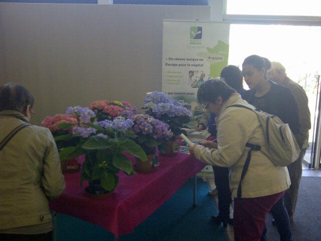 VegepolysCom's tweet photo. Quel est votre hortensia préféré?rdv sur le stand du pole  journée végétale #foiredangers http://t.co/tgi3vd2kr3