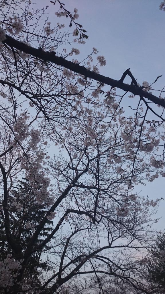 112576Hanako's tweet photo. なう🌸 http://t.co/ghLfttOYFr
