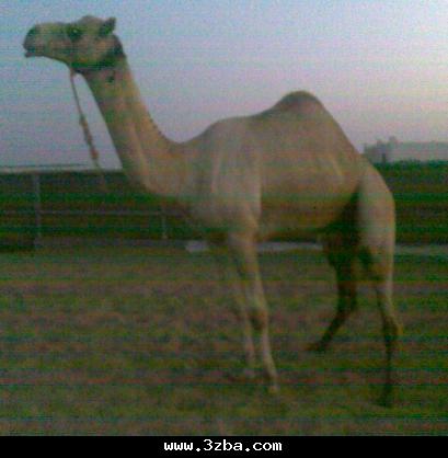 876_fox's tweet photo. 876_@fox http://t.co/GL8WE1BYQw