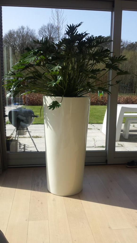een blije klant met een prachtige Krappa pot en #philodendron kant en klaar afgeleverd door gardani.nl