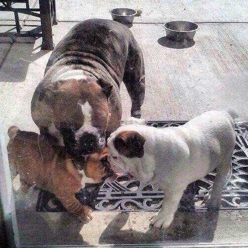 vickirigdon's tweet photo. #AnimalTwitterTakeover #animalabuse #englishbulldog #animalcruelty
#BulldogStrong @abqpolice #AlbuquerquePolice http://t.co/3VRswxMfUD