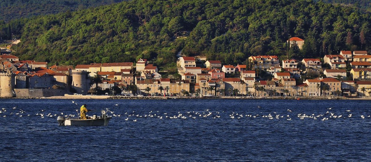 someone had a good morning this morning #fishing #Korcula #Peljesac #Sabioncello #seagulls