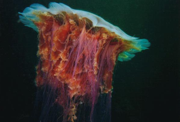 Cnidaria27's tweet photo. Im 128ft in legth (largest ever) I got 1 year to live so lets not waste any time Im known as the Lions Mane Jellyfish http://t.co/XCpt091ECe