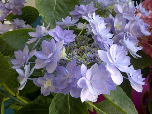 VegepolysCom's tweet photo. 'You+Me Romance' en tête du classement des hortensias sur le stand @POLE_VEGEPOLYS sur la foire d'#angers http://t.co/9gl6g0Zqqo