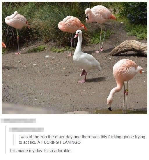 "<a href="/9GAG/">9GAG ❤️ Memeland</a>: The most amusing thing I see today " fake flamingo😁😂