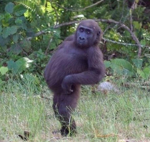 RubieRap187's tweet photo. Just Won A Bam Golden ticket and now I'm going to walk like this cause I'm chocolate http://t.co/WKpLxicWEr