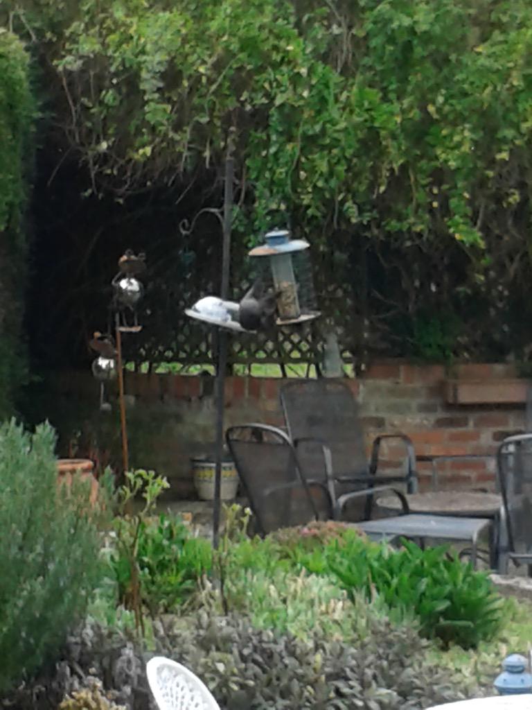TomClarkus's tweet photo. Mum @anneeclarke loves to send me pictures of my squirrel defence failing... :( http://t.co/OxnmMnrZtA