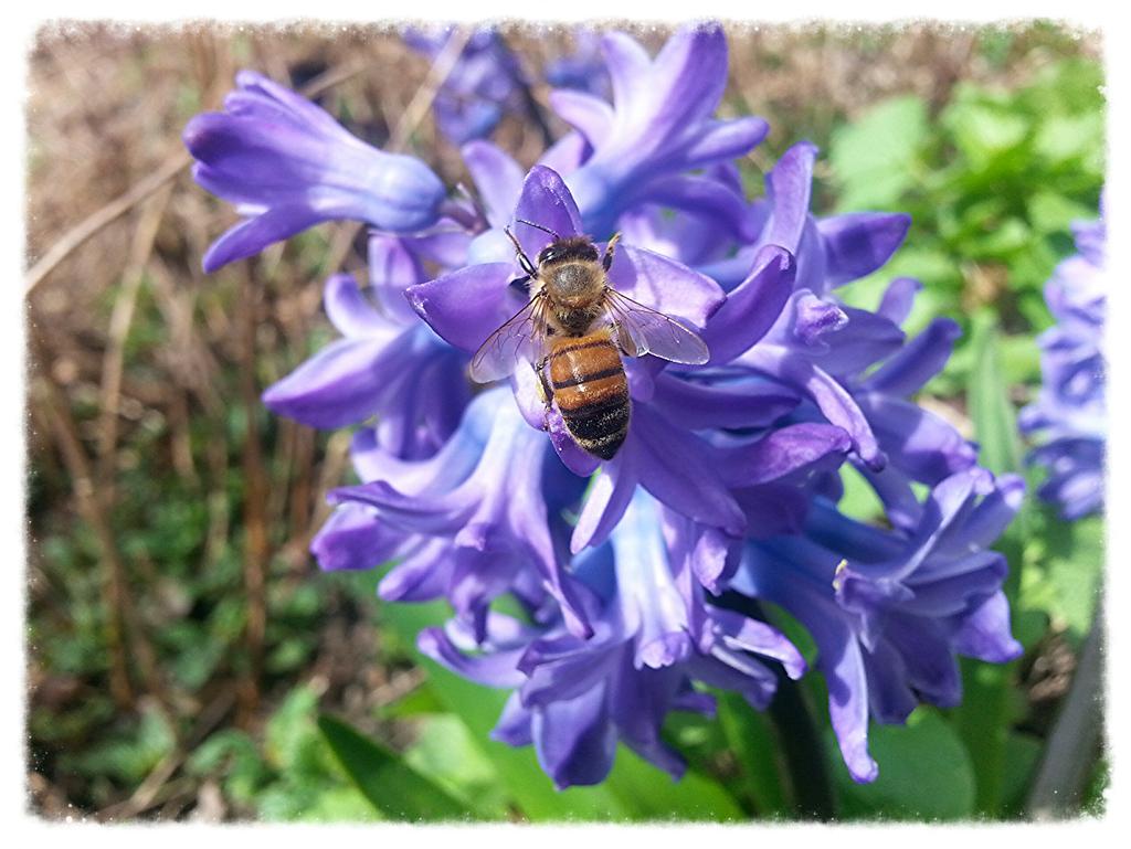 Ravenwyck's tweet photo. So much Magick in the gardens @ RavenWyck today! #Hyacinth #Hellebore #Faerystar #LungWort #WitchGarden http://t.co/iGqbkKayiv
