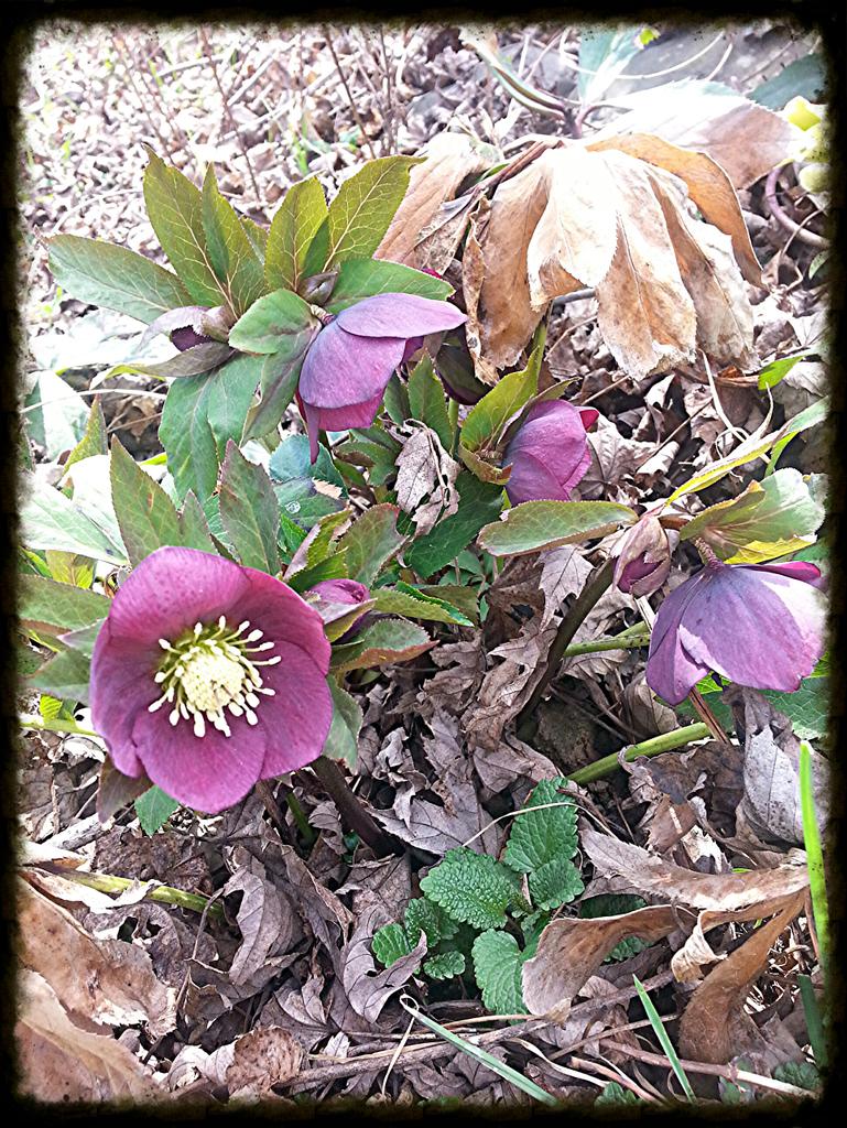 Ravenwyck's tweet photo. So much Magick in the gardens @ RavenWyck today! #Hyacinth #Hellebore #Faerystar #LungWort #WitchGarden http://t.co/iGqbkKayiv
