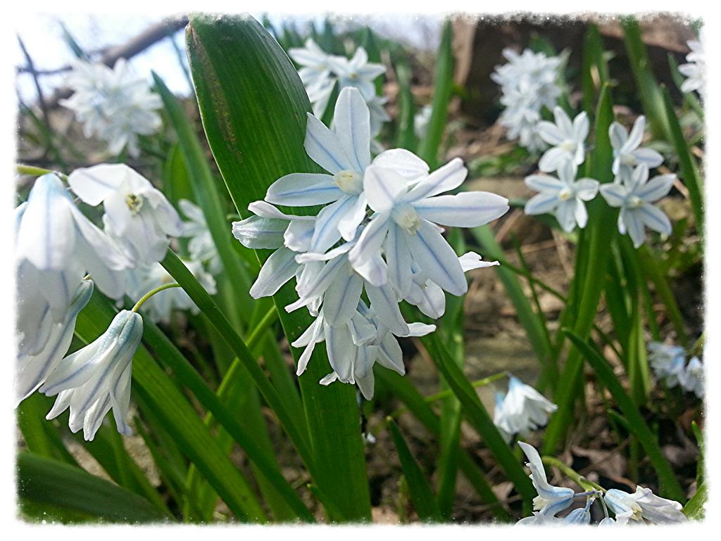 Ravenwyck's tweet photo. So much Magick in the gardens @ RavenWyck today! #Hyacinth #Hellebore #Faerystar #LungWort #WitchGarden http://t.co/iGqbkKayiv