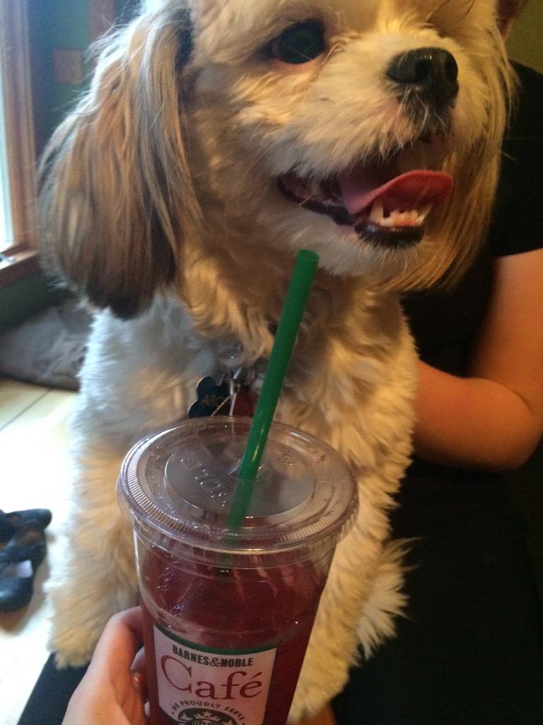 fluffyarchie's tweet photo. starbucks?! no thank you id rather have caribou http://t.co/A1cQeIxieF