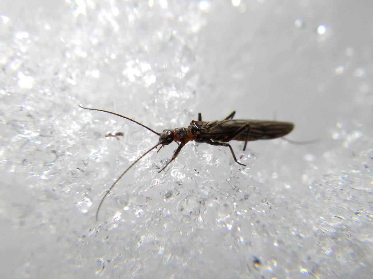 mtbogan's tweet photo. Snow-loving insect? The wonderful world of winter stoneflies...
Capnia decepta at Madera Canyon, AZ. #stoneflysunday http://t.co/PyTRvOzhAP