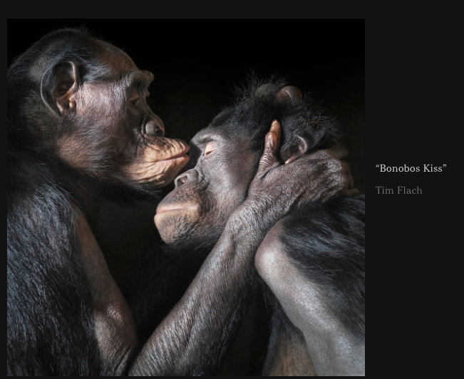 YNHallak's tweet photo. An Evolving View of Animals
#animals #EvolveGame #panda15 http://t.co/qsdJ8MsLNK