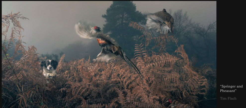 YNHallak's tweet photo. An Evolving View of Animals
#animals #EvolveGame #panda15 http://t.co/qsdJ8MsLNK