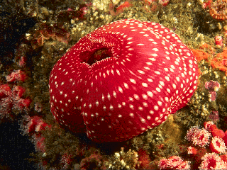 Cnidaria27's tweet photo. Even though we are the flowers of the sea, we are still carnavores. #Special #decievingYa http://t.co/qUeOL3RiTn