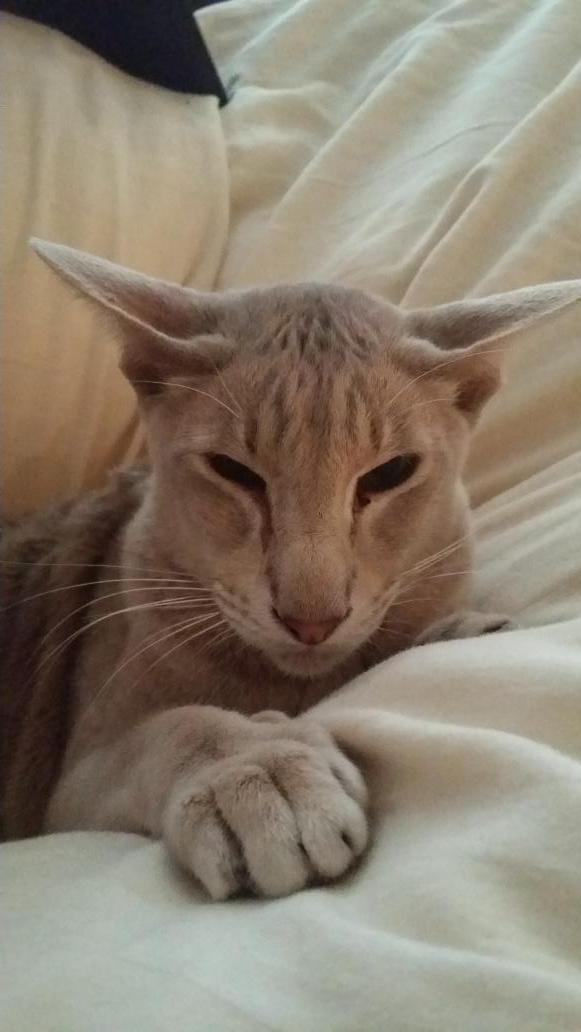 Steoph's tweet image. @O2 #O2HappyCat  the happiest cat I know ;)