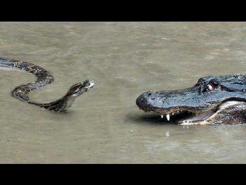 VideosFresh's tweet photo. http://t.co/zjsNwUAM3o - Python vs Alligator who's winning? - #Funny #FunnyVideo #VideoFresh http://t.co/n02qIQM8xJ