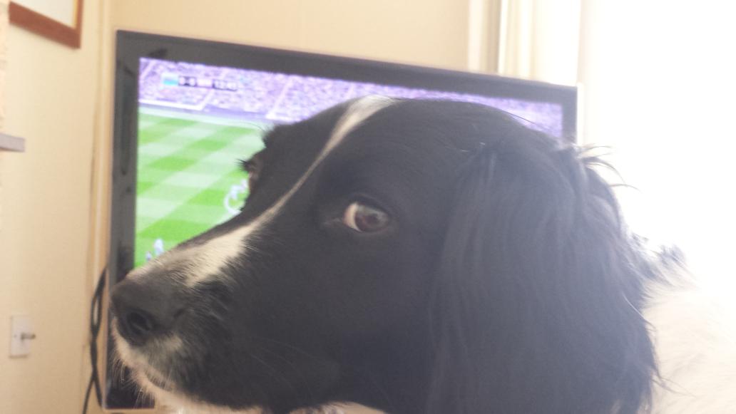StephenAdcock71's tweet image. Look after the dog for a bit. .watch the footy etc etc ..yeah right @LydiaJane13  #spanielproblems