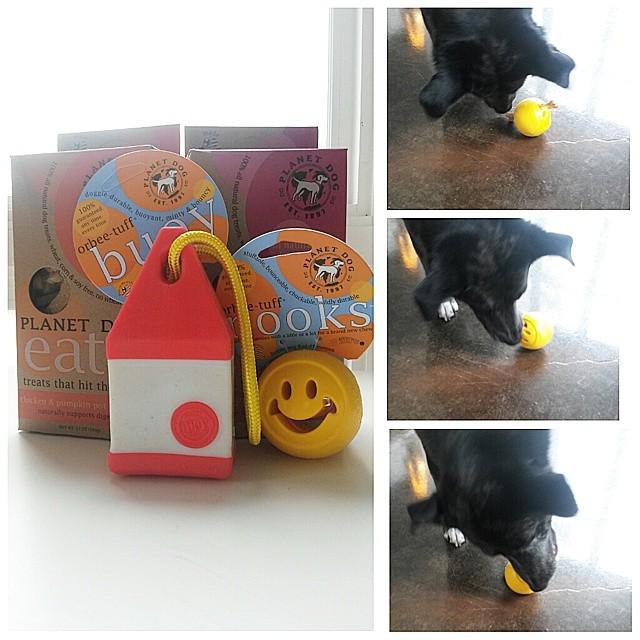 kateymarie's tweet photo. Buckshot is all stocked up for spring thanks to @planetdog1997 #orbeetuff #officedog http://t.co/kaoNwID0x2 http://t.co/C62vhYBDD0