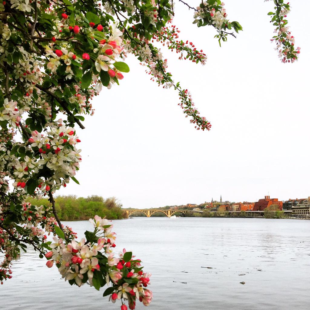 AngeleaBusby's tweet photo. 🌸 Good morning, Georgetown! 🌸 #DC #blossoms #fivemiles #spring http://t.co/ZVuxjkGs8f