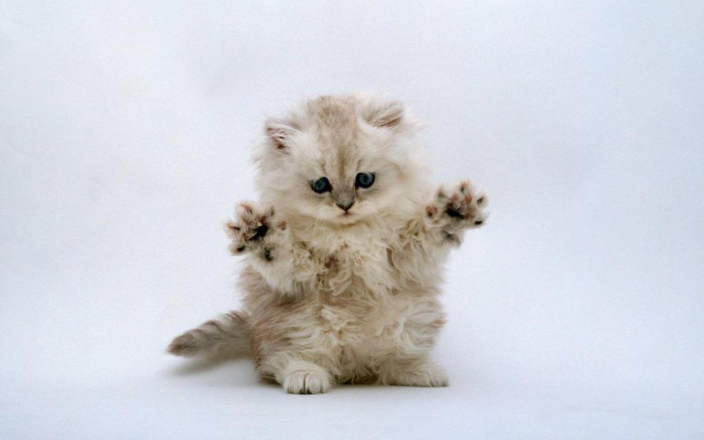 MeowMob's tweet photo. I am a kitty and I am scary. BOO! 👻 http://t.co/7KnBa4qMFF
