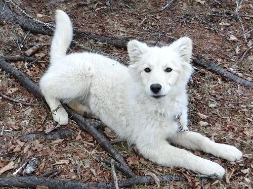 Yucky S 北海道 中標津保健所 迷子から飼い主募集へ 生後6 7か月中型雑種犬メス Dog 犬 保護犬 飼い主募集 中標津保健所 北海道 T Co 52vwwd80yl Http T Co Usn7pruqan Twitter Yucky S 北海道 中標津保健所 迷子から飼い主募集へ 生後6 7か月中型雑種犬メス Dog 犬 保護犬 飼い主募集 中標津保健所 北海道 T Co 52vwwd80yl Http T Co Usn7pruqan Twitter
