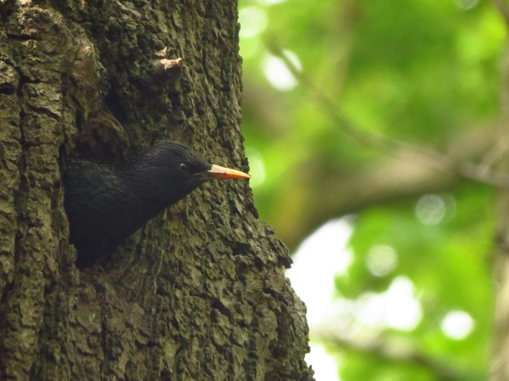 everettlady64's tweet photo. @Natures_Voice http://t.co/xLJhMbXtmL