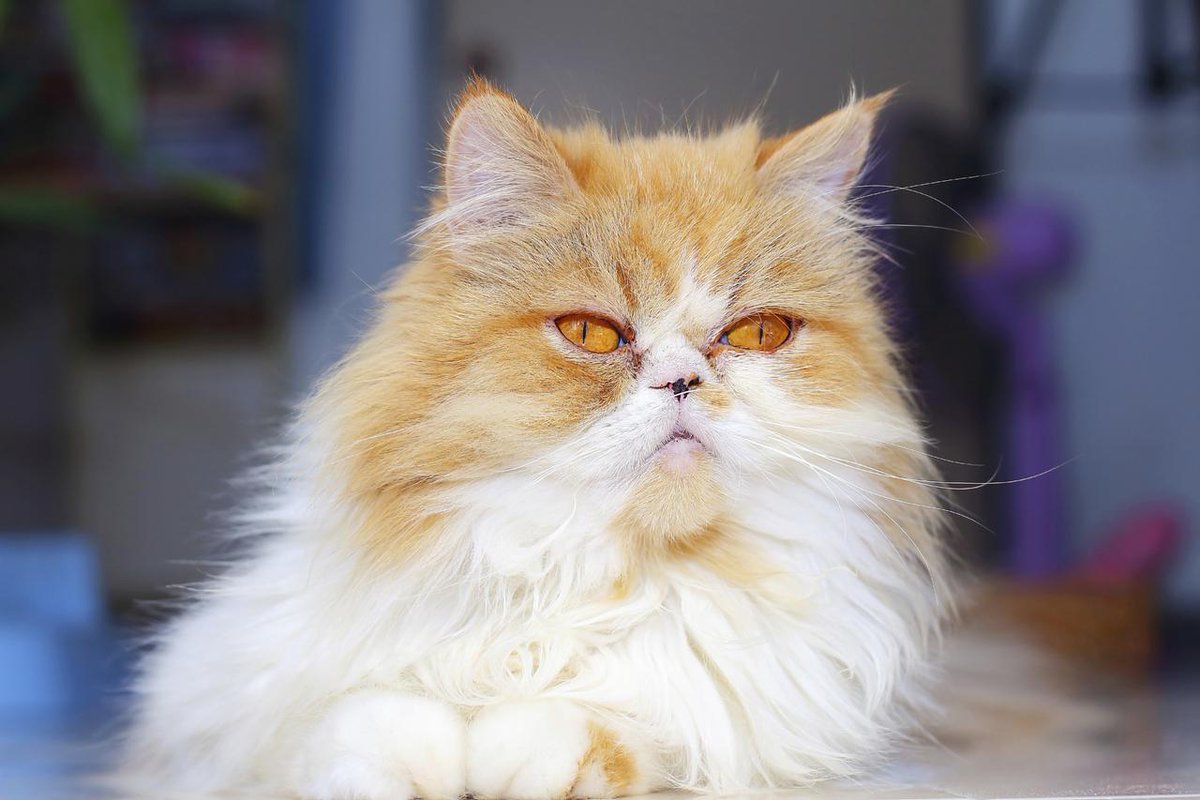 #DidYouKnow long-haired cats should be brushed daily? This will prevent any tangling or matting.