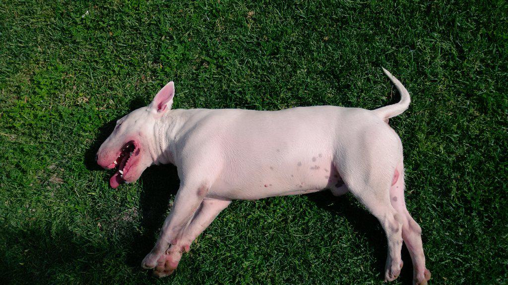 danidiaz88's tweet photo. Tarde de juegos con mi chulo! ! #FelizDomingo #bullterrierlove #bullterrier #dog #mejoramigo http://t.co/Mdqg4NoqH8