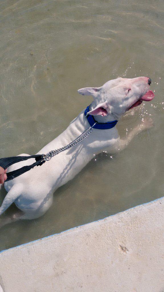 danidiaz88's tweet photo. Tarde de juegos con mi chulo! ! #FelizDomingo #bullterrierlove #bullterrier #dog #mejoramigo http://t.co/Mdqg4NoqH8