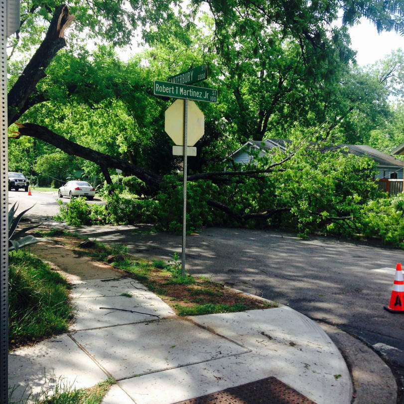 texascturtle's tweet image. A huge tree limb down on Canterbury &amp;amp; Robert Martinez Jr #austin #atx #eastaustin