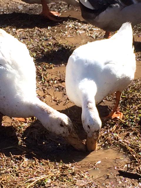 CharmingFarming's tweet photo. Ping I and Ping II playing in the mud. Some days it's really good to be a duck. #farm365 #ducks #charmingfarming http://t.co/f18T3xtLe9