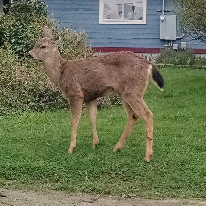 DEER http://t.co/K4XBw4Slc1<a href="/tag/thebigleap"class="tags"><span>#thebigleap</span></a>