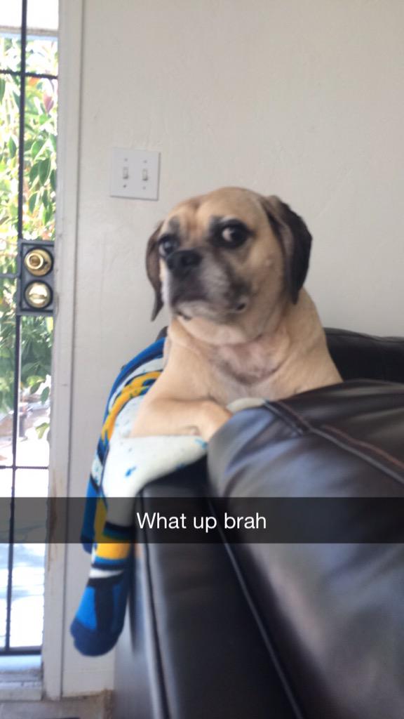 NikeThePuggle's tweet photo. Tuesday ✌️ http://t.co/o8U3QSZ8wO
