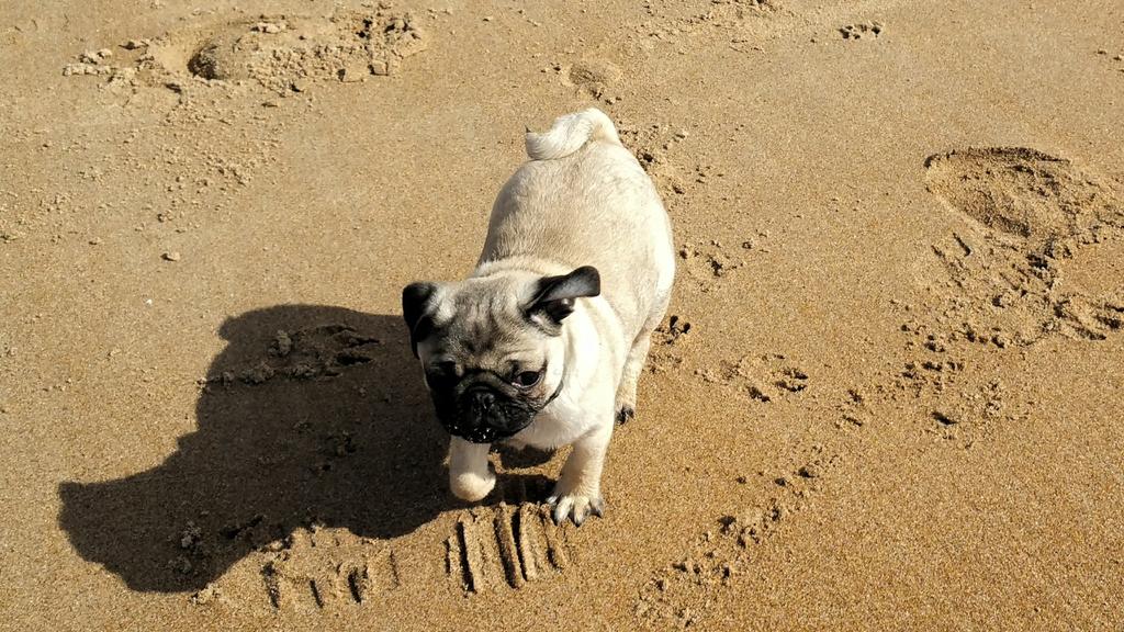 Me running along the beach today. I found my new friend the sea. I like it loads #pug #puglife