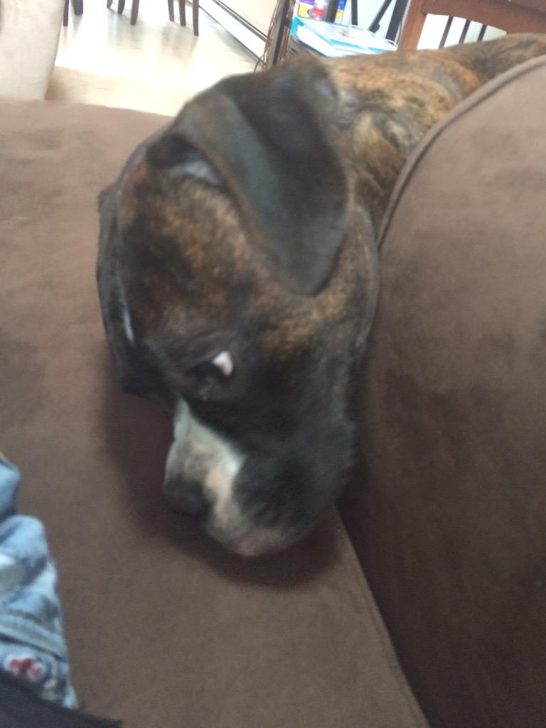 beaudstheboxer's tweet photo. Trying so hard to get on the couch with out nobody knowing #sneaky #boxerbesties #BoxerBreed #boxerdogfam #boxerlove http://t.co/iAqRv3Lmx0