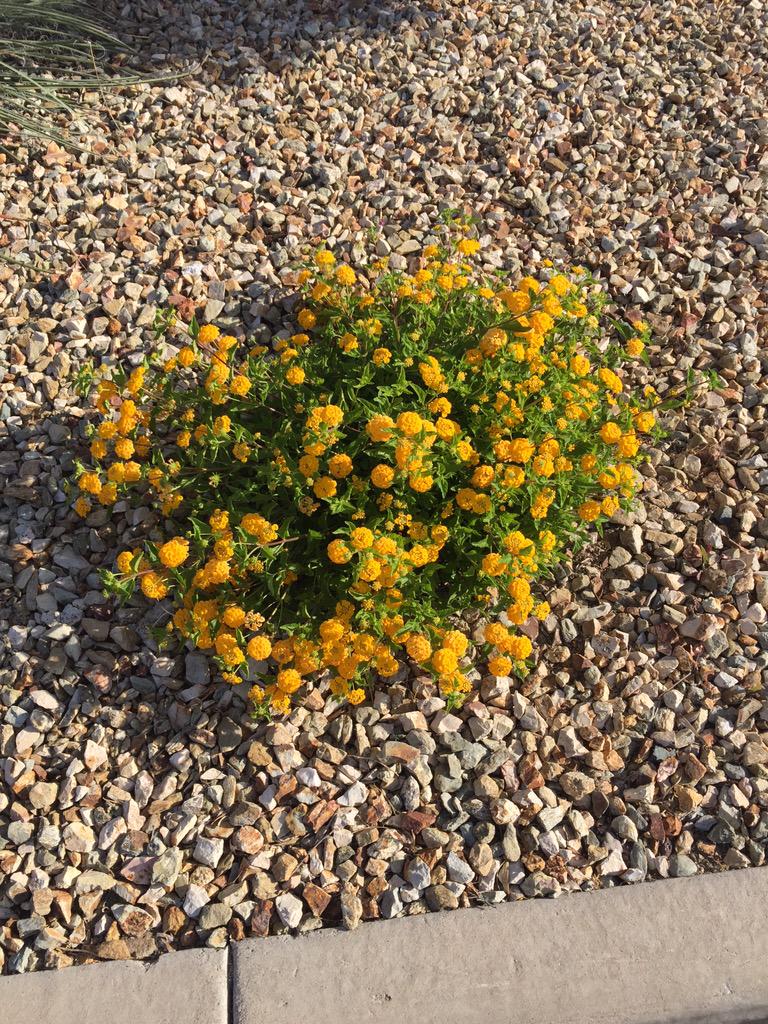 CSlandscape's tweet image. Beautiful flowers #azspring