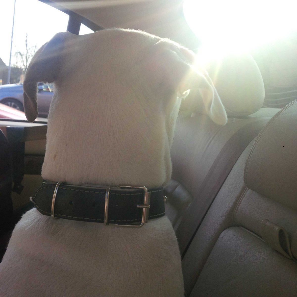 chanickyyy's tweet image. got my baby back! #kaisy