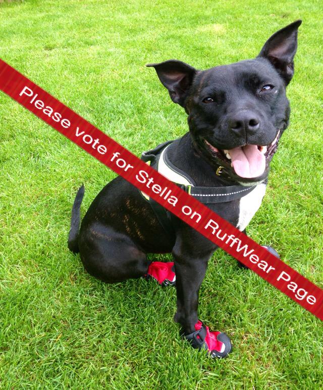 Retired Police Dog Stella the Staffie tweet media